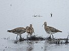 Vzcn druhy ptk bylo mon loni po povodni pozorovat na  zatopench...