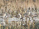 Vzcn druhy ptk bylo mon loni po povodni pozorovat na  zatopench...