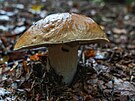 Houby v lesch nedaleko Plotiny na Vizovicku.