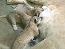 V hodonnsk zoo se maj k svtu ti mlata lva berberskho narozen 12. z...