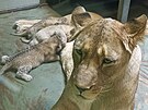 V hodonnsk zoo se maj k svtu ti mlata lva berberskho narozen 12. z...