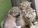 V hodonnsk zoo se maj k svtu ti mlata lva berberskho narozen 12. z...