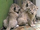 V hodonnsk zoo se maj k svtu ti mlata lva berberskho narozen 12. z...