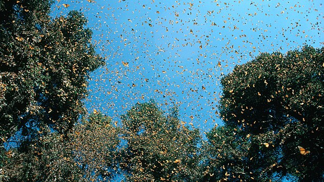 Mot�li monarchov� se pohybuj� v n�kolika proudech,. Cesta z Kanady na jih jim m��e trvat patn�ct i devaten�ct dn�.