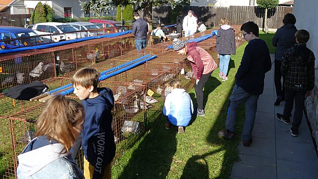 Tradi�n� V�stava Vyso�iny p�edstav� i letos to nejlep�� z chovu kr�l�k�, holub� �i dr�be�e.