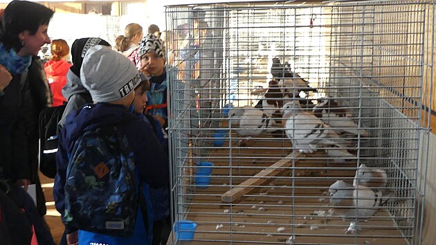 Tradi�n� V�stava Vyso�iny p�edstav� i letos to nejlep�� z chovu kr�l�k�, holub� �i dr�be�e.