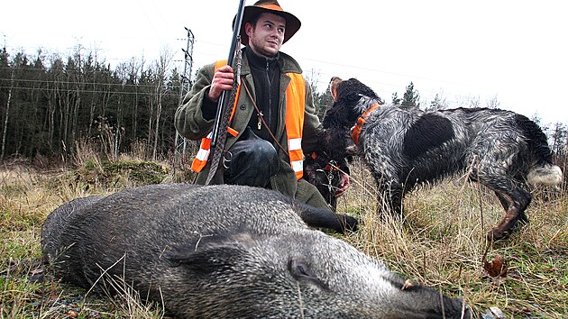 Odstel divok na Plzesku.