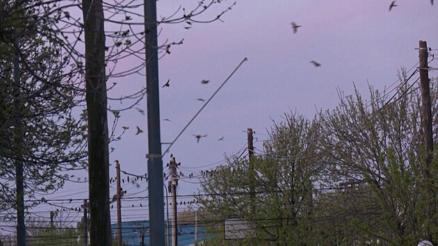 Obyvatele argentinsk�ho m�sta Hilario Ascasubi terorizuj� pt�ci