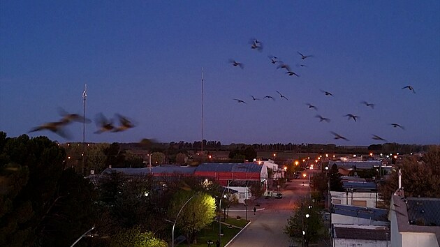 Obyvatele argentinsk�ho m�sta Hilario Ascasubi terorizuj� pt�ci