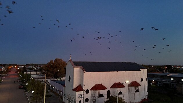 Obyvatele argentinsk�ho m�sta Hilario Ascasubi terorizuj� pt�ci