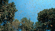 Motýli monarchové se pohybují v n�kolika proudech,. Cesta z Kanady na jih jim...