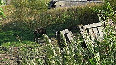 V ruském m�st� Petropavlovsk-Kam�atskij se mno�í hladoví medv�di. Obyvatelé tak...