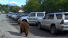 V ruském m�st� Petropavlovsk-Kam�atskij se mno�í hladoví medv�di. Obyvatelé tak...