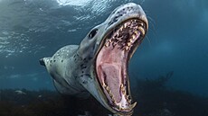 Zaznamenávají dramata i netuenou poetiku. Ohromující, velkolepé výjevy a té...