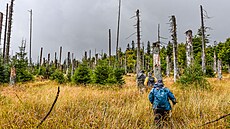 Horské smr�iny, zdecimované orkánem Kyrill a následnou k�rovcovou kalamitou, se...