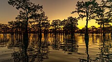 Cyp�i�ový les v oblasti Atchafalaya