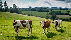 Vacov le�í v �umavském p�edh��í. Okolo se zvedají kopce a na loukách se pasou...