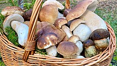 Po dlouhém houbaském pstu tém v celé republice se mi podailo trefit ten...