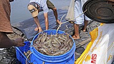 Zem�d�lský d�lník sklízí krevety na farm� v Kebumenu. (24. zá�í 2024)