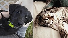 Nejroztomilej�í mazlí�ci m�síce zá�í