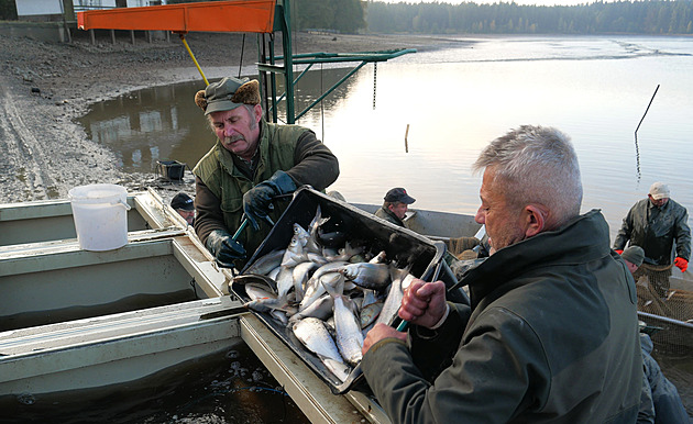 Jedná se o rybu, která ere pouze pirozenou potravu, tudí je tuná. Navíc...