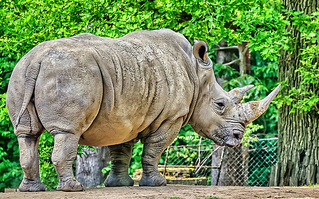 Samice nosoroce tuponosého Zanta oekává narození potomka. (íjen 2024)