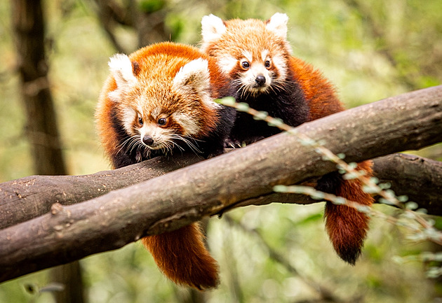 Mláata pandy ervené z ostravské zoologické zahrady u dlají návtvníkm...