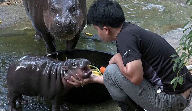 Do výběhu slavné thajské hrošice vlezl muž s tabletem, přijela pro něj policie
