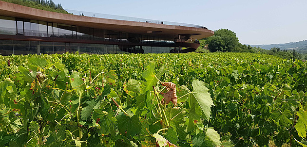 Vinice u sídla vinaství Antinori v toskánském Barginu