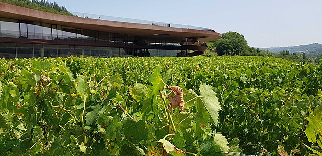 Vinice u sídla vinaství Antinori v toskánském Barginu