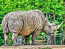 Samice nosoroce tuponosho Zanta oekv narozen potomka. (jen 2024)