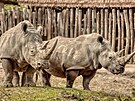 Nosoro samice Zanta (vlevo) a Naya ve zlnsk zoo (jen 2024)