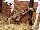 V zoo se narodila samika irafy Rothschildovy