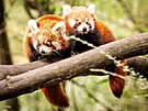 Mlata pandy erven z ostravsk zoologick zahrady u dlaj nvtvnkm...