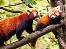 Mlata pandy erven z ostravsk zoologick zahrady u dlaj nvtvnkm...
