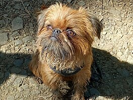 Bruselský grifonek Rambo