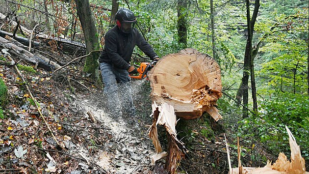 Devorubci likviduj popadan stromy v Edmundov soutsce v Hensku. (jen 2024)