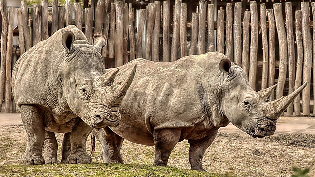 Nosoro samice Zanta (vlevo) a Naya ve zlnsk zoo (jen 2024)