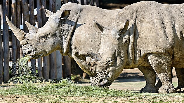 Nosoro samice Zanta (vpravo) a Naya ve zlnsk zoo (jen 2024)