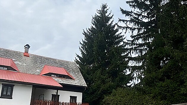 Vnon strom, kter v prosinci 2024 ozdob Staromstsk nmst, roste v Krompachu na eskolipsku.