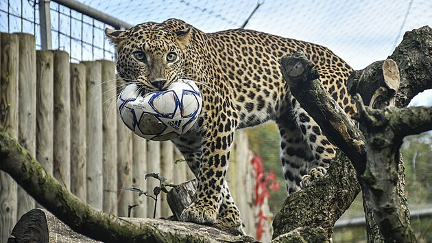 Pi naten videoklipu FC Vysoina se v prostorch jihlavsk zoologick zahrady pedstavili brank Adam Jgrik a tonk Radek Kivnek. Radost z m vak mly i divok elmy: tygi a leopardi.