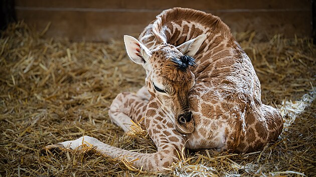 Tdenn mld irafy Rothschildovy