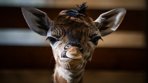 Tdenn mld irafy Rothschildovy (16. jna 2024)