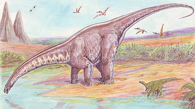 Ocas apatosaurinn�ch diplodokid� byl extr�mn� dlouh� a na sv�m konci pravd�podobn� i zna�n� flexibiln�. Zp�sob vyu�it� t�to ��sti t�la sauropodn�mi dinosaury je st�le p�edm�tem v�deck�ch spor�, je ale mo�n�, �e slou�il k v�ce ��el�m najednou.