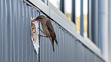 Ptákm se líbí dutý zvuk zateplené fasády, pipomíná jim dutiny ve stromech,...