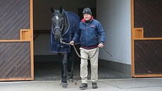 Vítz Velké pardubické Godfrey s trenérem Daliborem Törökem ve zhoské stáji DS...