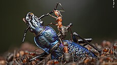 Je meditativní i bou�livá, n�ná i krutá. Elegantní i hektická. Sout� Wildlife...
