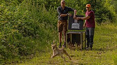 Vypou�t�ní samce Chapa do volné p�írody Kru�ných hor