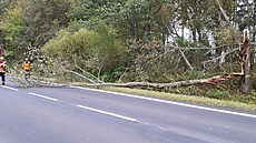 Spadlý strom vinou silného v�tru (10. �ijna 2024)