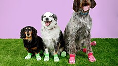 Nová ada Pet Crocs vznikla ve spolupráci s výrobcem psích hraek Bark. (17....